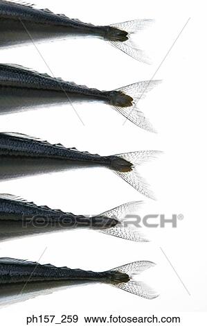 Stock Photo - Fish tails, close-up. Fotosearch