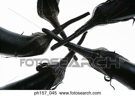 Five brinjals, close-up View Large Photo Image Stock Photography - Five brinjals, close-up. Fotosearch