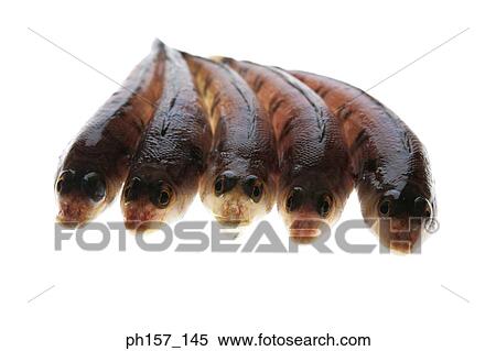 Five fish, front view View Large Photo Image Stock Photography - Five fish, front view. Fotosearch
