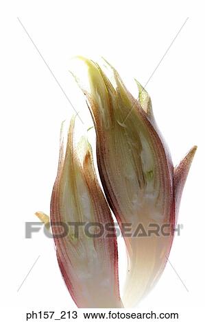 Stock Image - Flower buds, halved. Fotosearch