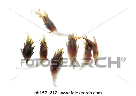 Flower buds View Large Photo Image Stock Image - Flower buds. Fotosearch