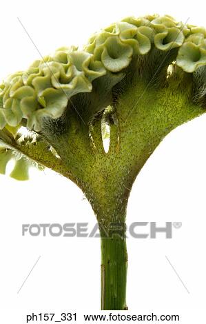 Stock Image - Flower, side view. Fotosearch