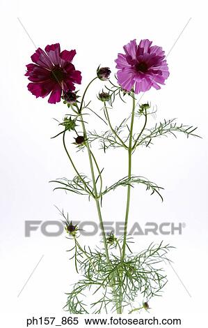 Flowers View Large Photo Image Stock Photography - Flowers. Fotosearch