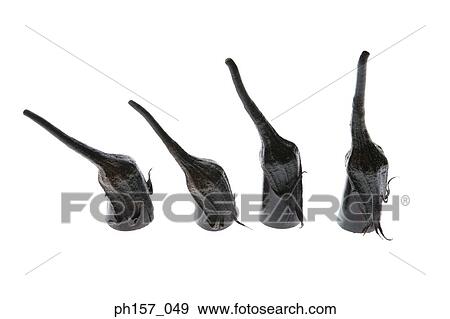 Four brinjals View Large Photo Image Stock Photo - Four brinjals. Fotosearch