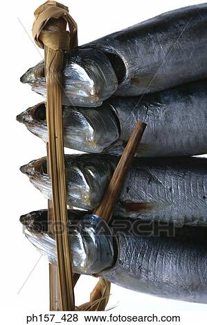 Four fish, close-up View Large Photo Image Stock Photo - Four fish, close-up. Fotosearch