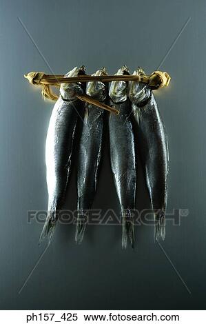 Four fish View Large Photo Image Stock Photography - Four fish . Fotosearch