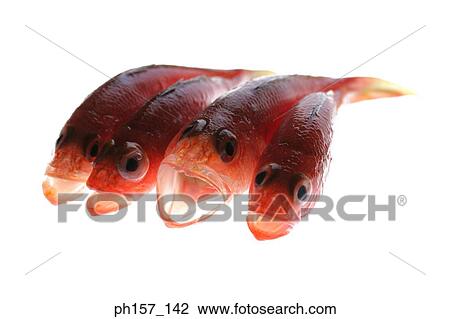 Four red fish with mouth open View Large Photo Image Stock Image - Four red fish with mouth open. Fotosearch