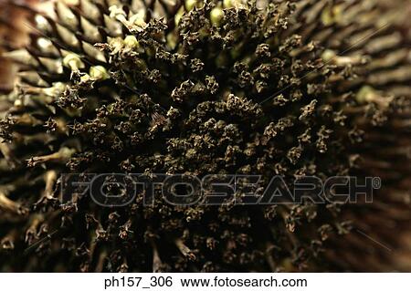 Gebera, close up View Large Photo Image Stock Photograph - Gebera, close up. Fotosearch