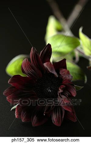 Stock Photography - Gerbera. Fotosearch