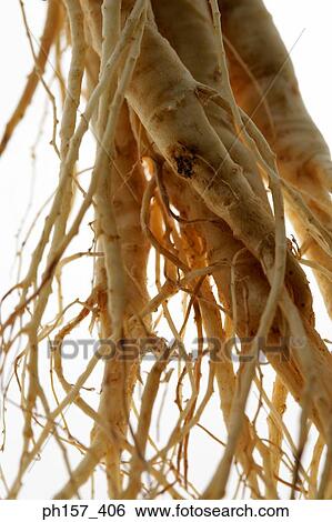 Ginseng, close-up View Large Photo Image Stock Photograph - Ginseng, close-up. Fotosearch