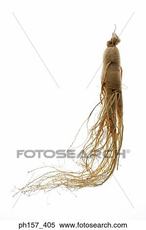 Stock Photography - Ginseng. Fotosearch