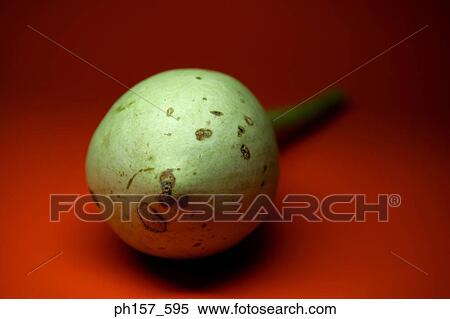 Gourd View Large Photo Image Stock Photography - Gourd. Fotosearch