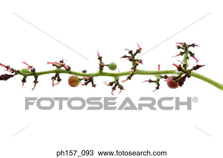 Grapes on stem View Large Photo Image Stock Image - Grapes on stem. Fotosearch