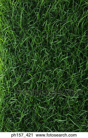 Stock Image - Grass patch. Fotosearch