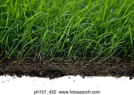 Stock Image - Grass. Fotosearch