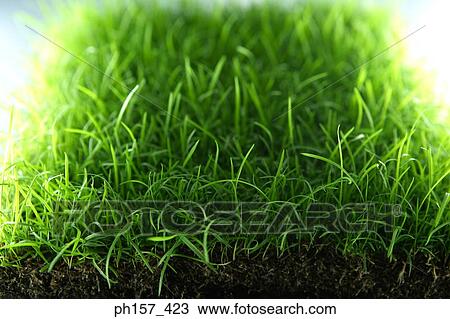 Grass View Large Photo Image Stock Image - Grass. Fotosearch