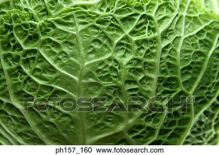 Green cabbage, close-up View Large Photo Image Stock Image - Green cabbage, close-up. Fotosearch