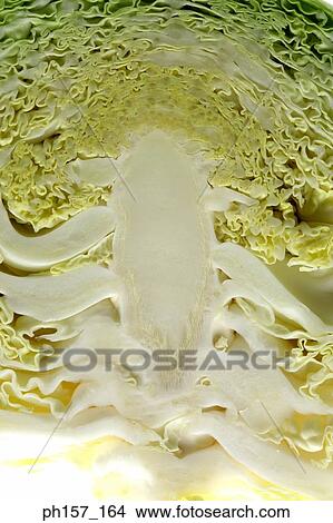 Green cabbage halved, close-up View Large Photo Image Picture - Green cabbage halved, close-up. Fotosearch