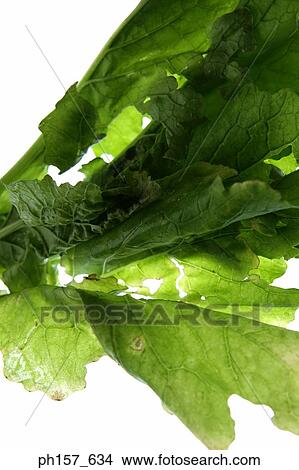 Green leaves View Large Photo Image Picture - Green leaves. Fotosearch