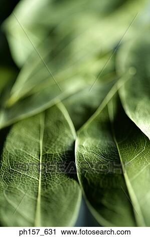 Green leaves View Large Photo Image Stock Image - Green leaves. Fotosearch
