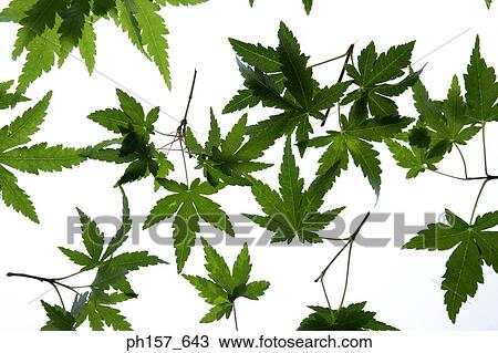 Green leaves View Large Photo Image Stock Image - Green leaves. Fotosearch