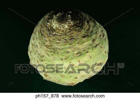 Green melon View Large Photo Image Stock Photo - Green melon. Fotosearch