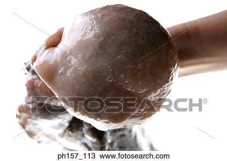 Head of octopus, close-up View Large Photo Image Stock Image - Head of octopus, close-up. Fotosearch