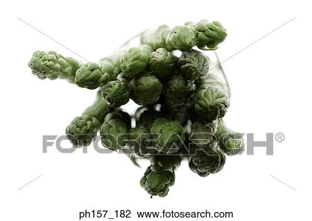Stock Image - Heap of asparagus, top view. Fotosearch
