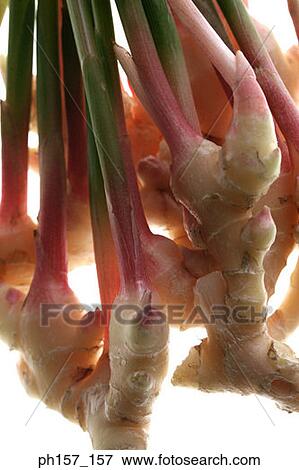 Stock Photo - Heap of ginger, close-up. Fotosearch