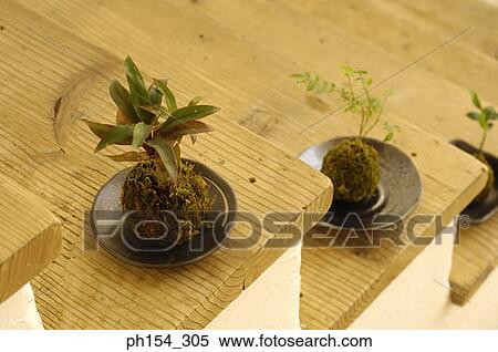 High angle view of potted plants on a staircase View Large Photo Image Stock Photography - High angle view of potted plants on a staircase. Fotosearch