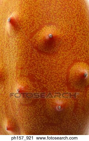 Stock Image - Horned melon or Kiwano fruit, close-up. Fotosearch