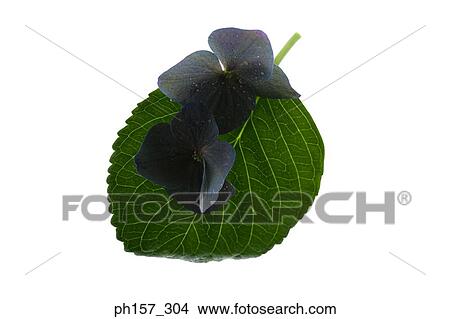 Hydrangea on leave View Large Photo Image Picture - Hydrangea on leave. Fotosearch