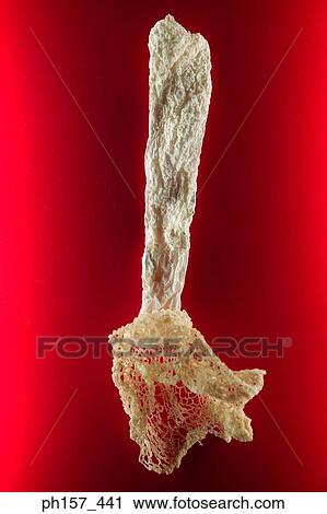 Japanese bamboo View Large Photo Image Stock Image - Japanese bamboo. Fotosearch