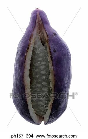 Japanese fruit, Akebi View Large Photo Image Picture - Japanese fruit, Akebi. Fotosearch