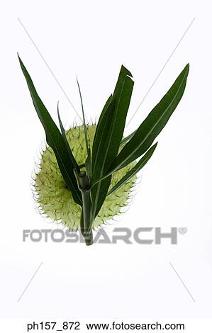 Japanese fruit, huusentouwata View Large Photo Image Stock Image - Japanese fruit, huusentouwata. Fotosearch