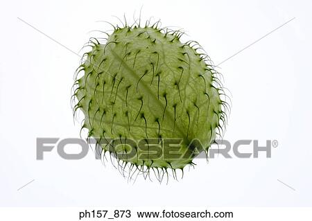Japanese fruit, huusentouwata View Large Photo Image Stock Image - Japanese fruit, huusentouwata. Fotosearch