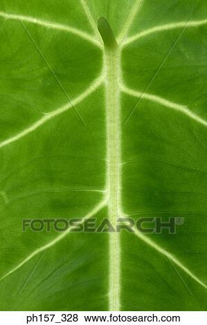 Stock Photo - Leaf, close up. Fotosearch