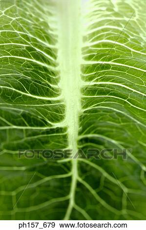 Leaf, close-up View Large Photo Image Stock Photo - Leaf, close-up. Fotosearch