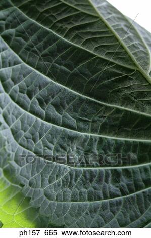 Leaf, close-up View Large Photo Image Stock Photography - Leaf, close-up. Fotosearch