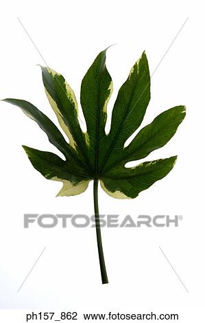 Stock Image - Leaf. Fotosearch
