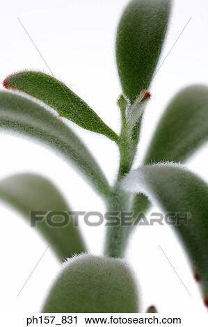Leaves, close-up View Large Photo Image Stock Image - Leaves, close-up. Fotosearch