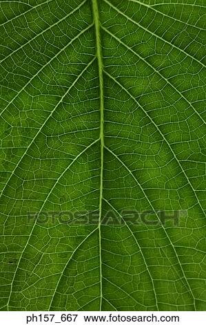 Leaves, close-up View Large Photo Image Stock Photo - Leaves, close-up. Fotosearch