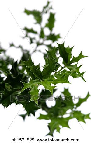 Leaves, close-up View Large Photo Image Stock Photo - Leaves, close-up. Fotosearch