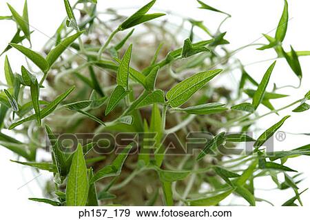 Stock Photo - Leaves of bean sprouts. Fotosearch