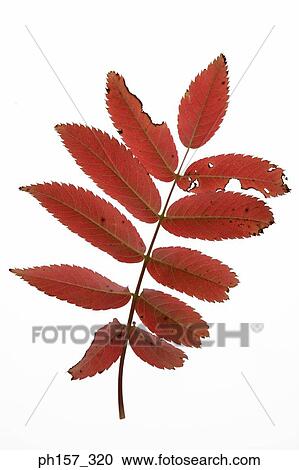 Leaves on a branch View Large Photo Image Stock Image - Leaves on a branch. Fotosearch