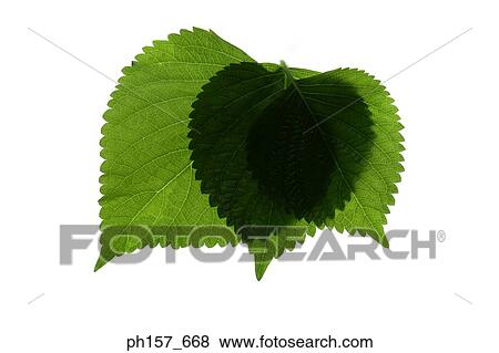 Leaves View Large Photo Image Stock Photo - Leaves. Fotosearch