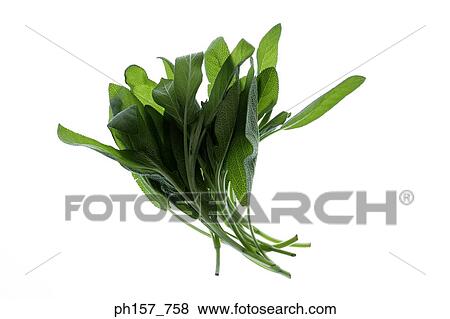 Leaves View Large Photo Image Stock Photo - Leaves. Fotosearch