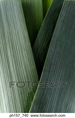 Stock Image - Leek, close-up. Fotosearch