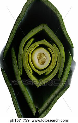 Stock Photo - Leek, close-up. Fotosearch