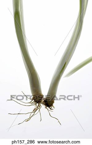 Leek, close-up View Large Photo Image Stock Photograph - Leek, close-up. Fotosearch
